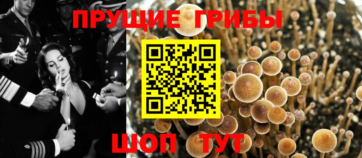 Гулькевичи  Галлюциногенные грибы Cubensis  Вход с VPN 